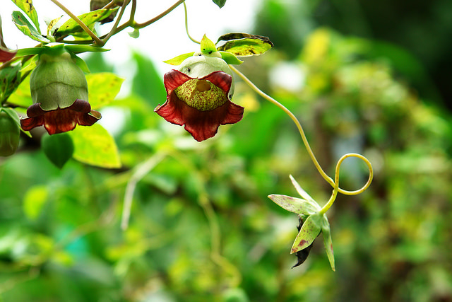 Codonopsis lanceolata (Codonopsis lanceolata)