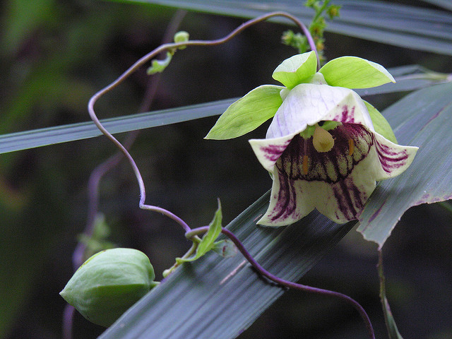 Codonopsis lanceolata