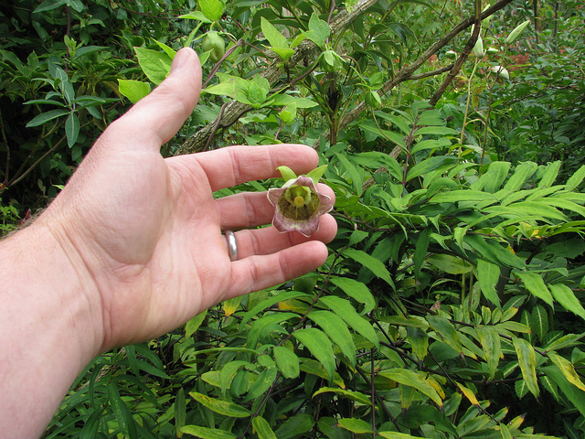 Codonopsis lanceolata