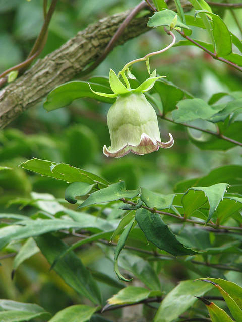 Codonopsis lanceolata