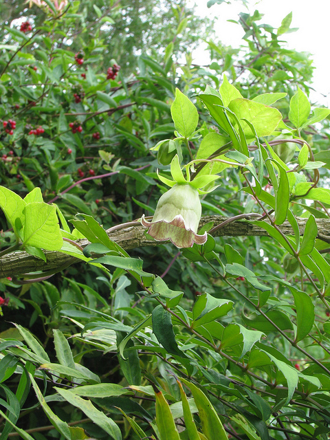 Codonopsis lanceolata