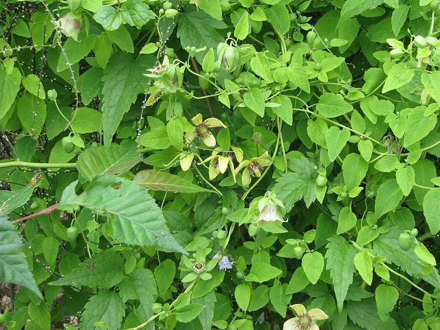 Ginseng du pauvre (Codonopsis pilosula)