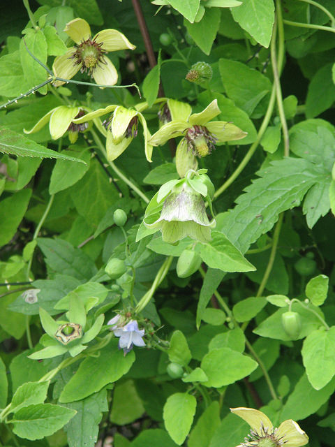 Ginseng du pauvre