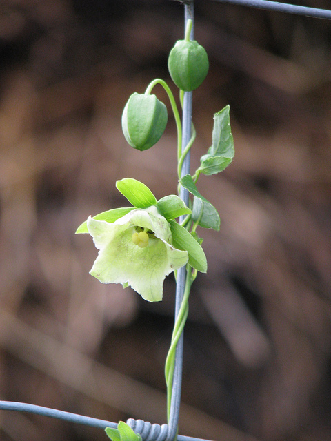 Ginseng du pauvre