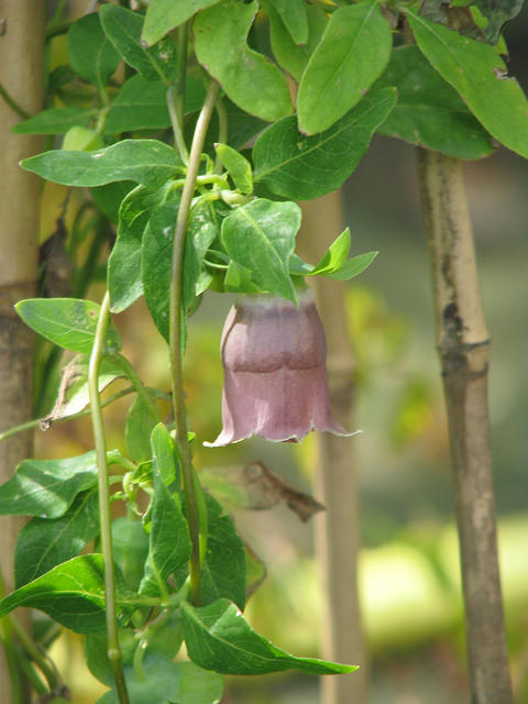 Codonopsis ussuriensis