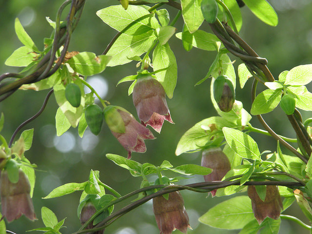 Codonopsis ussuriensis