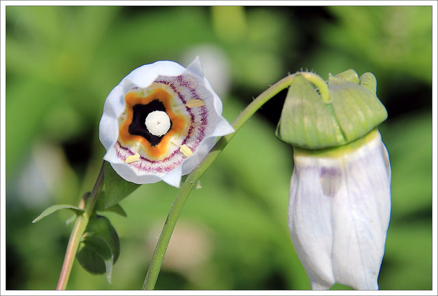 Codonopsis ussuriensis