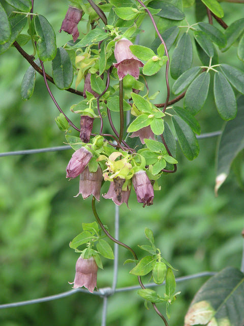 Codonopsis ussuriensis