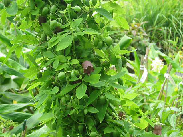 Codonopsis ussuriensis
