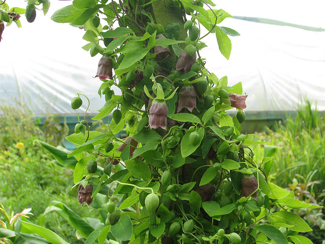 Codonopsis ussuriensis (Codonopsis ussuriensis)