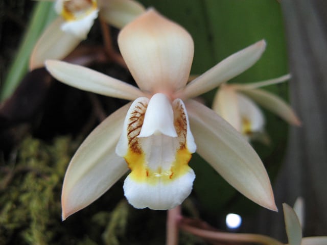 Coelogyne flaccida (Coelogyne flaccida)