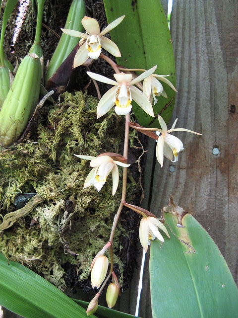 Coelogyne flaccida