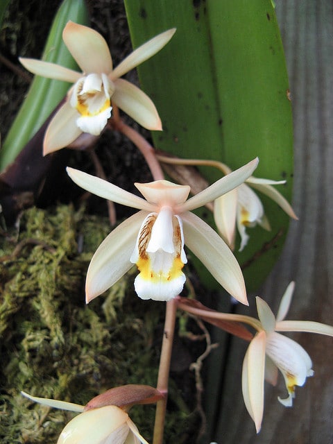 Coelogyne flaccida