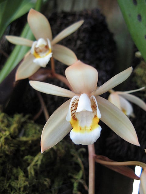 Coelogyne flaccida