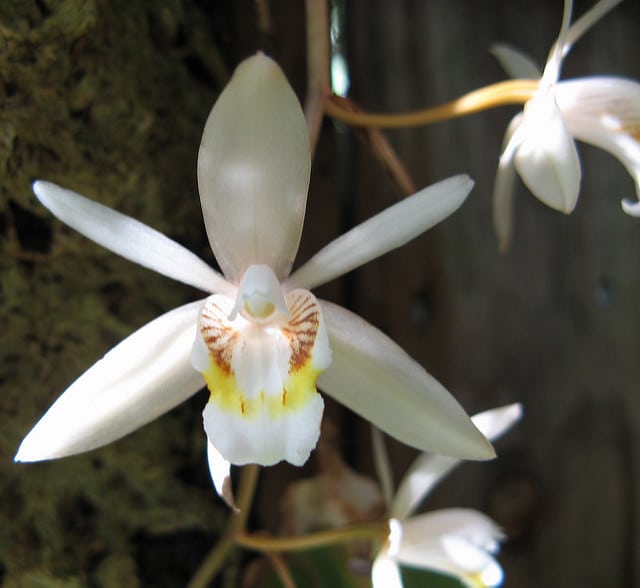 Coelogyne flaccida