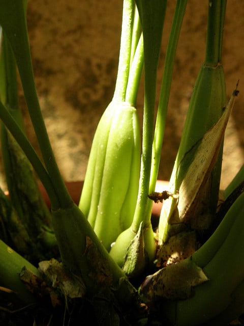 Coelogyne flaccida