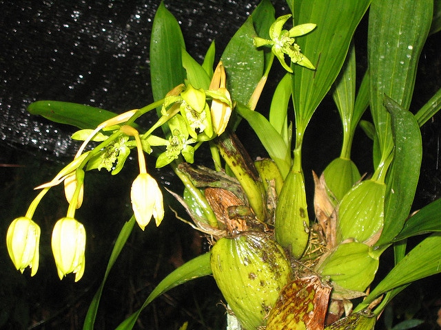 Orchidée noire