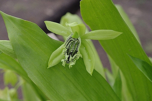 Orchidée noire