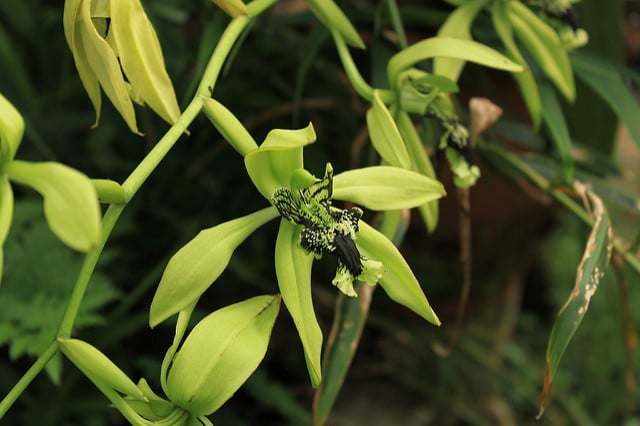 Orchidée noire