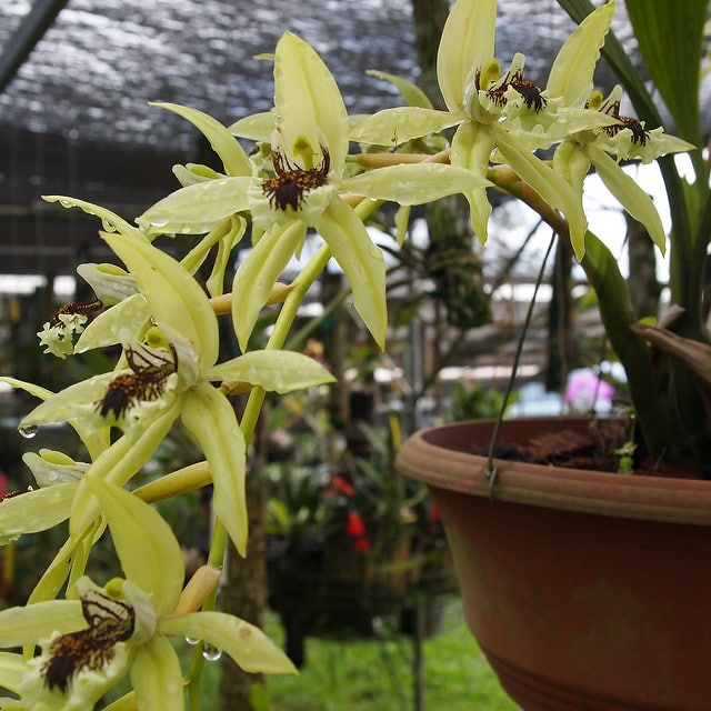 Orchidée noire