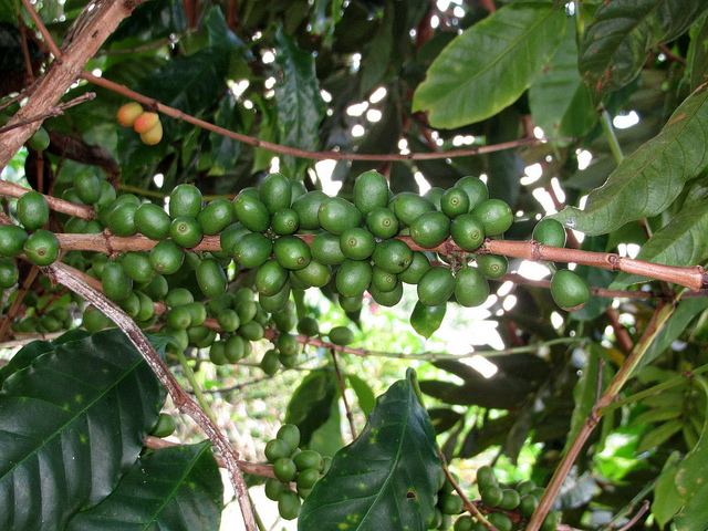 Coffea arabica