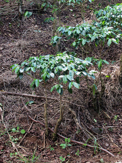 Coffea arabica