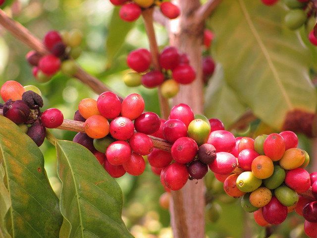 Coffea arabica