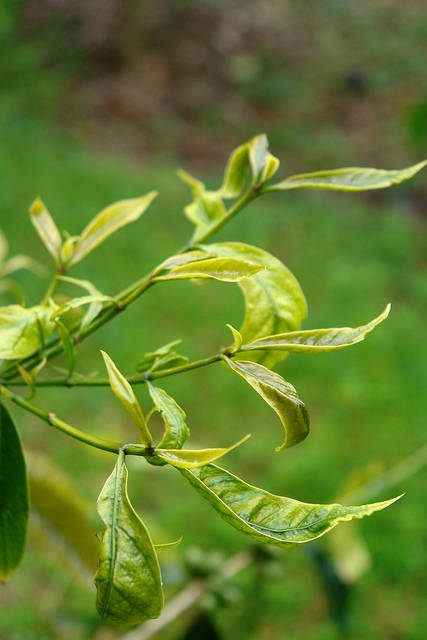 Coffea arabica