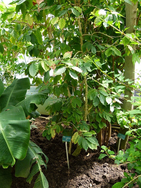 Caféier robusta
