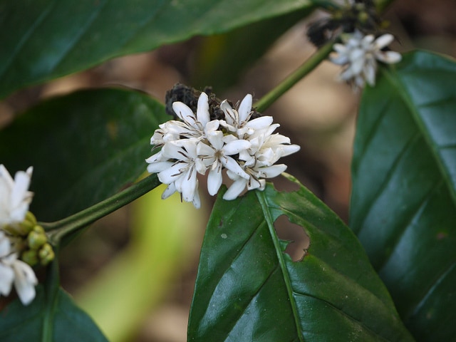 Caféier robusta