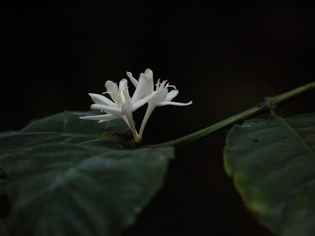 Caféier robusta