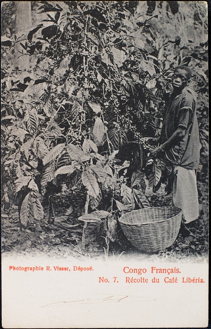 Coffea liberica