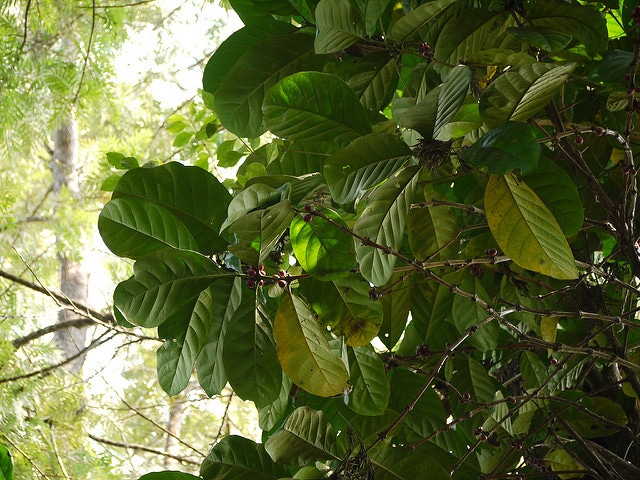 Coffea liberica