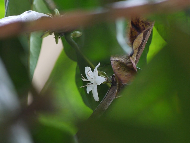 Coffea liberica