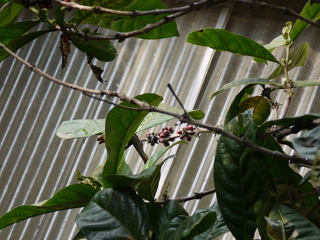 Coffea liberica (Coffea liberica)