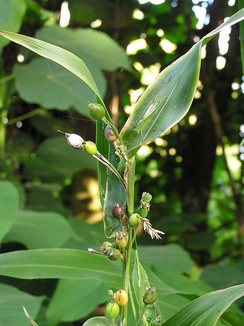Herbe à chapelets (Coix lacryma-jobi)