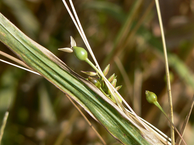 Herbe à chapelets