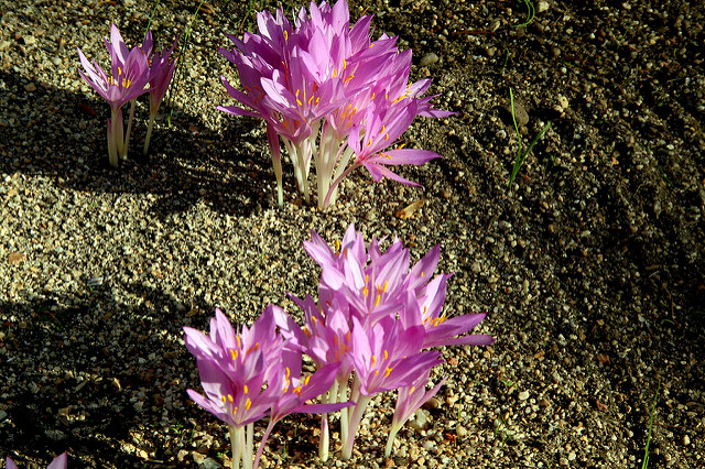 Colchicum autumnale