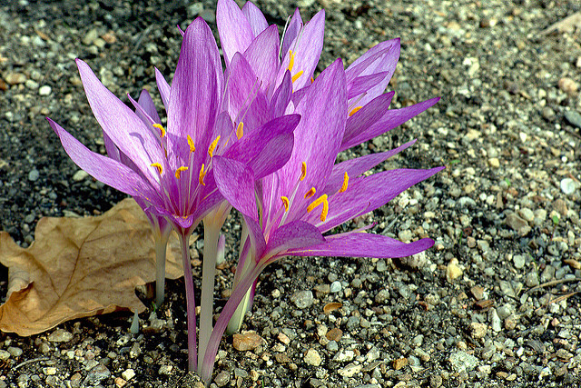 Colchicum autumnale