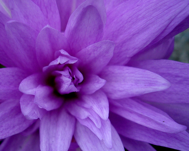 Colchicum autumnale