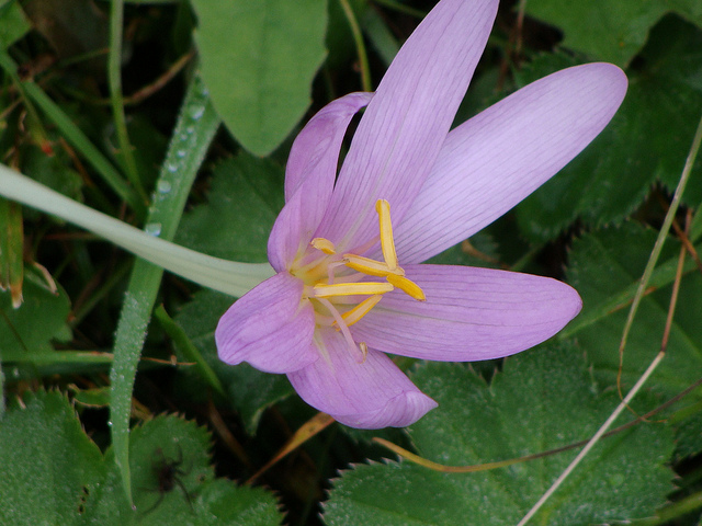 Colchicum autumnale