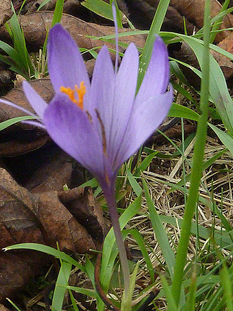 Colchicum autumnale