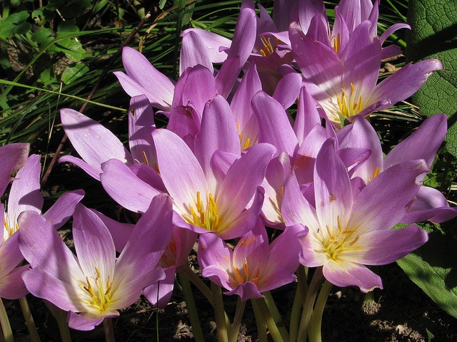 Colchicum speciosum