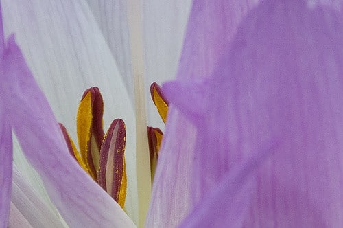 Colchicum speciosum