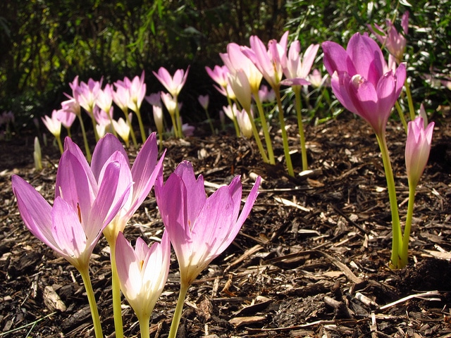 Colchicum speciosum