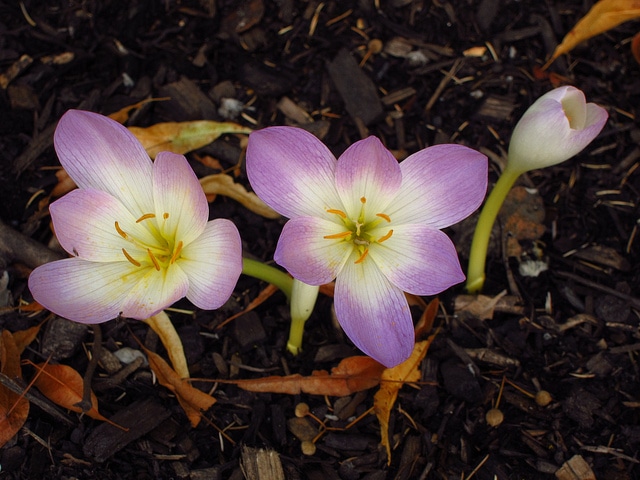Colchicum speciosum
