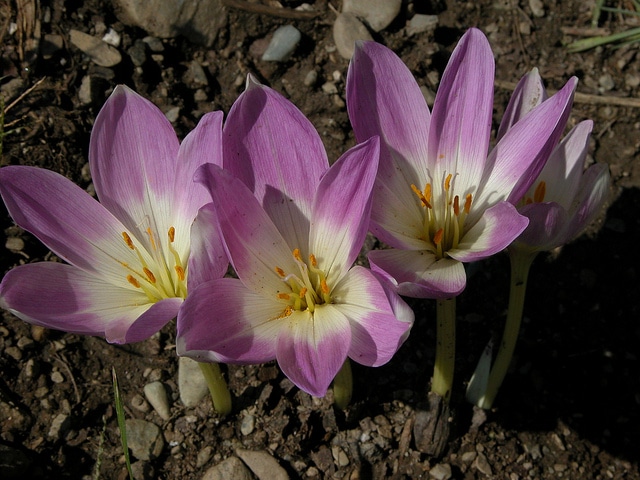 Colchicum speciosum (Colchicum speciosum)