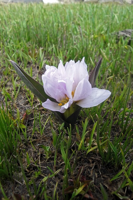 Colchicum szovitsii