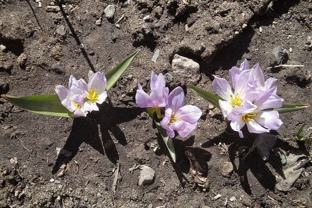 Colchicum szovitsii
