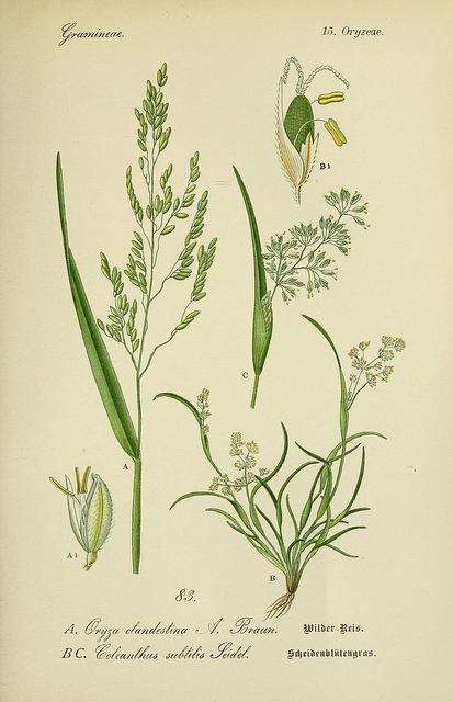 Coleanthus